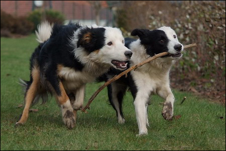Chaplin of Bungee-Borders