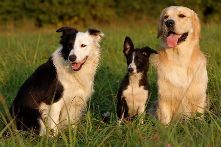 Ganwales Louis Vuitton