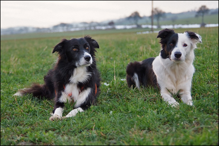 Lizas Border Sukey black