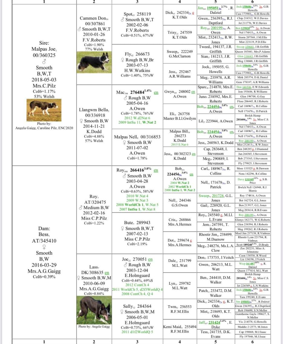 Pedigree Champ