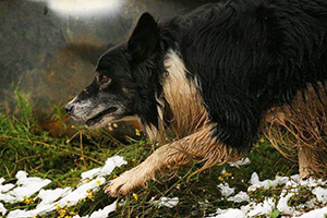 Dan im Seiten-Portrait