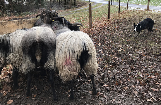Jaff herding