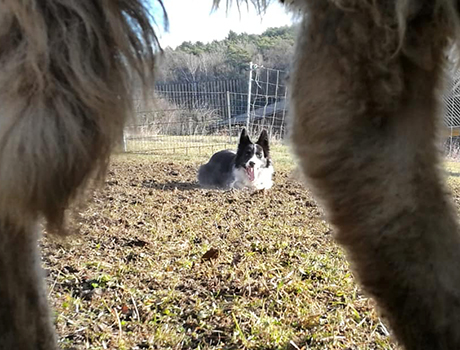 Paco with his sheep