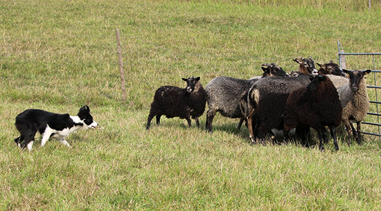 Rob as youngster with sheep