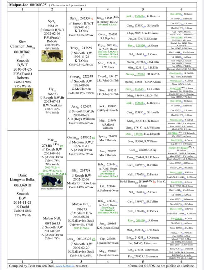 Pedigree ISDS Malpas Joe