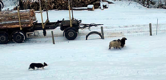 working sheep