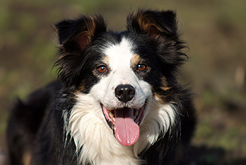 Jaff im Portrait