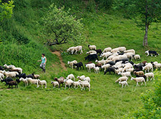 Xela mit der Herde auf der Alm