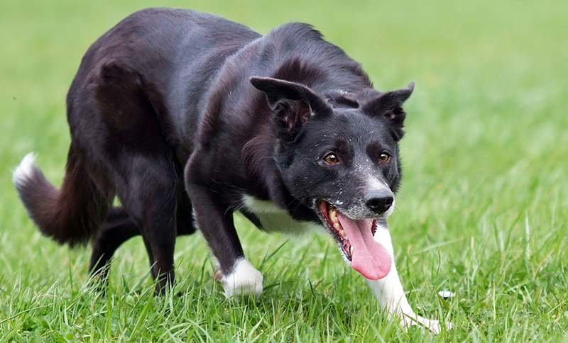 Angela Gaigg`s Working Border Collies