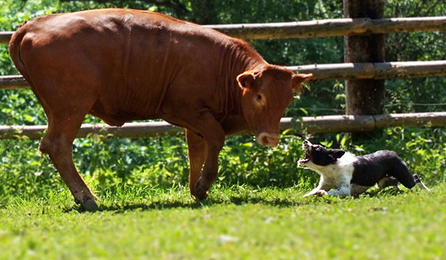 Swift beim Rinder hten