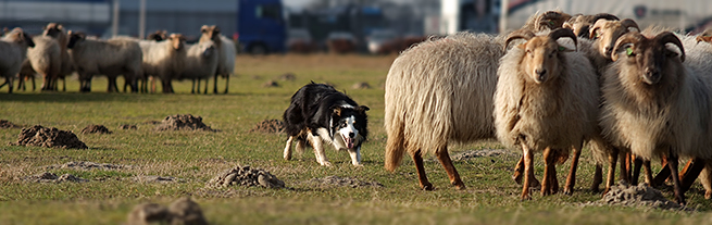 Jaff shedding sheep