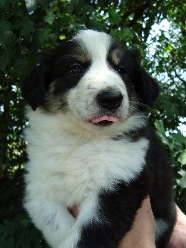 Tiko